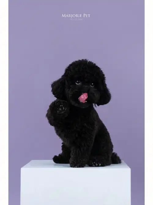 我家宠物好可爱  #成都宠物摄影  #宠物摄影  #泰迪  #黑色泰迪