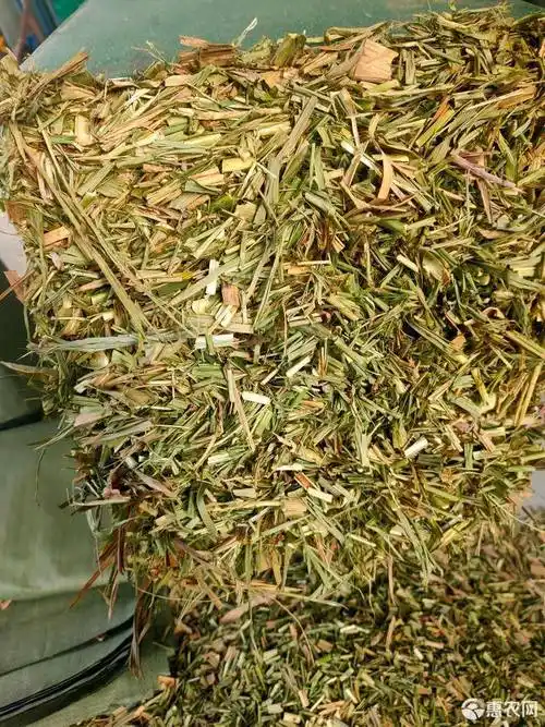 青贮类饲料 广西优质甘蔗尾碎料,压块