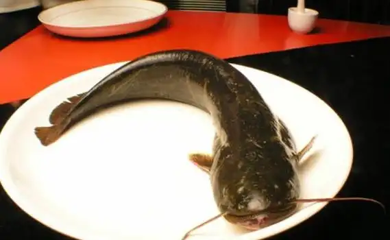 猎奇八卦  一般来说,钳鱼只要洗干净就不脏,不过钳鱼主要生活在江河