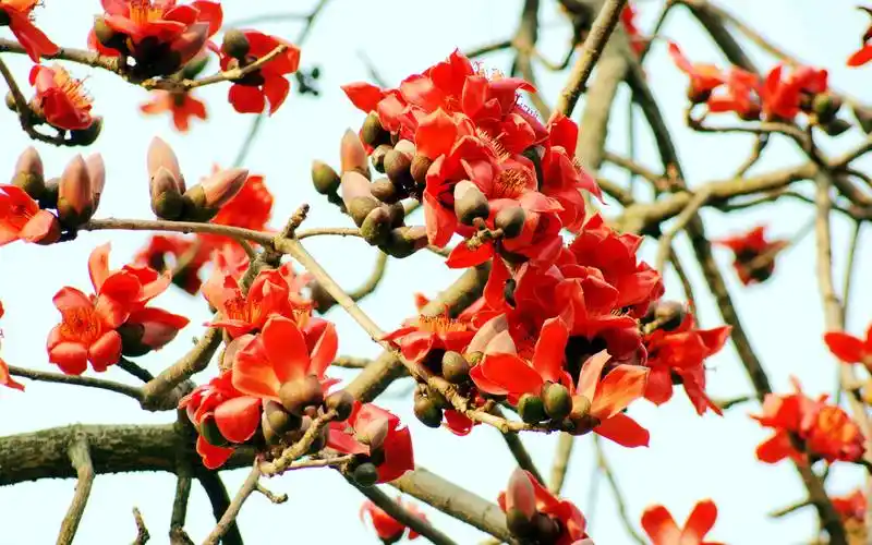 火红的木棉