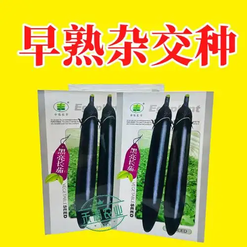 中农长丰茄子种子,种出黑亮早熟的亩产万斤奇迹