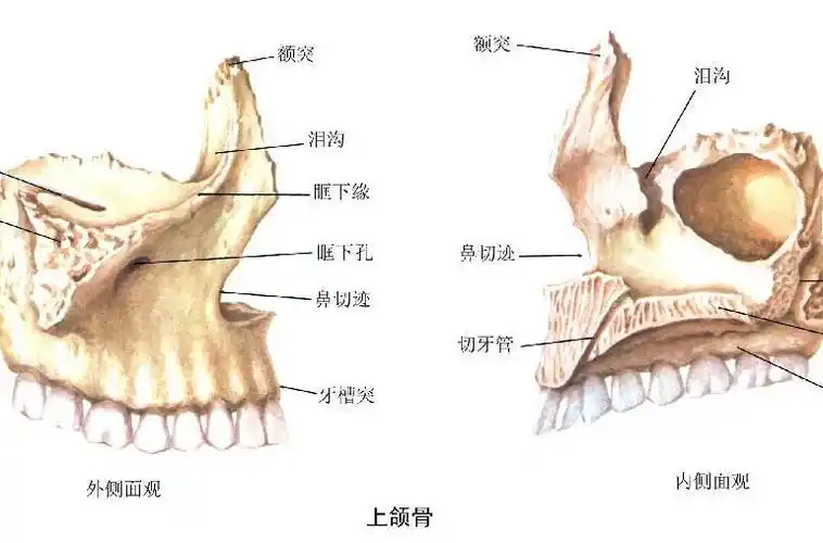 p>上颌骨(maxilla)为成对的固定的含气骨,位于 a href="#" data