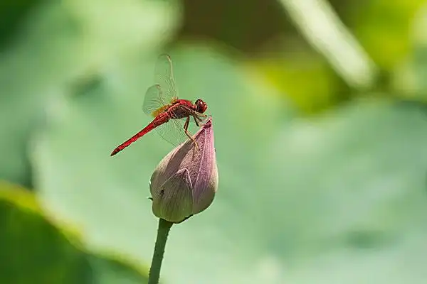 小荷蜻蜓