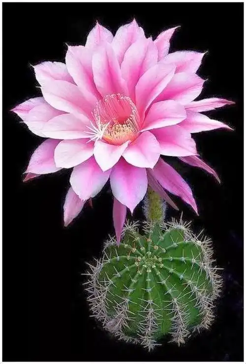 极其罕见!60年开一朵,真不愧是奇花之王!