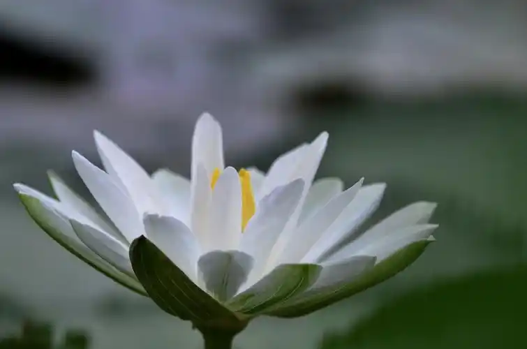 纯洁的白莲花……