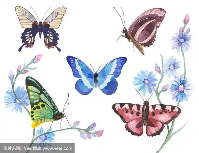 水彩蝴蝶插图