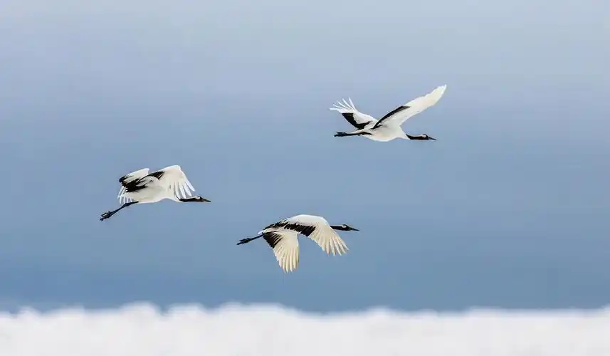 古风国潮海浪仙鹤插画蓝色国潮飞鹤仙鹤吉祥云纹理边框简约大方展板