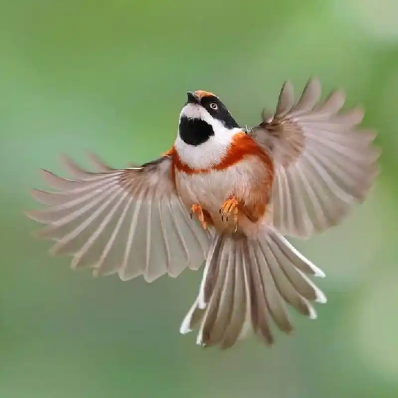 鸟中"小熊猫"——红头长尾山雀   体长10厘米左右,长相呆萌可爱,常被