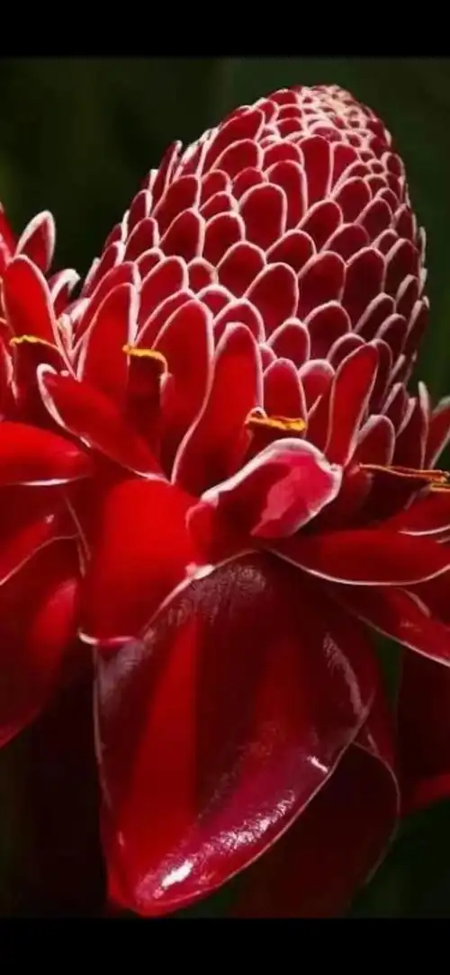 世界最美最罕见的稀世奇花