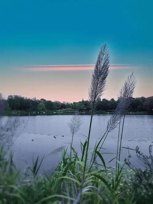 大自然中的每一朵花儿都是灵魂的歌者或孤独或安静或优雅或欢快突破