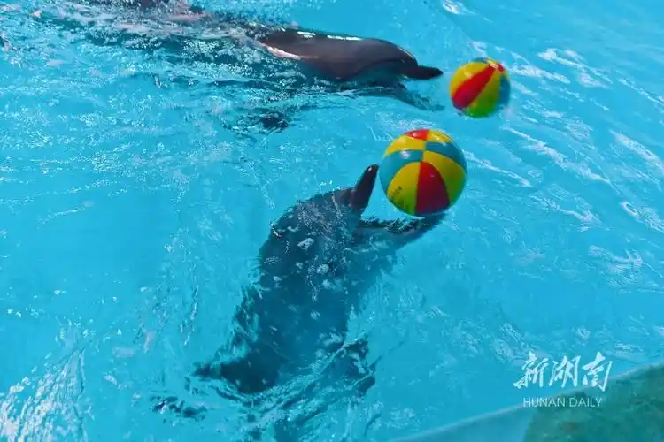 海豚宝宝迎1周岁