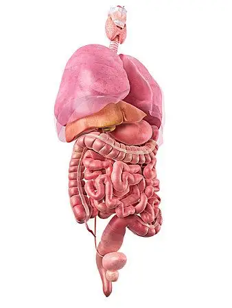 内脏器官_全景网