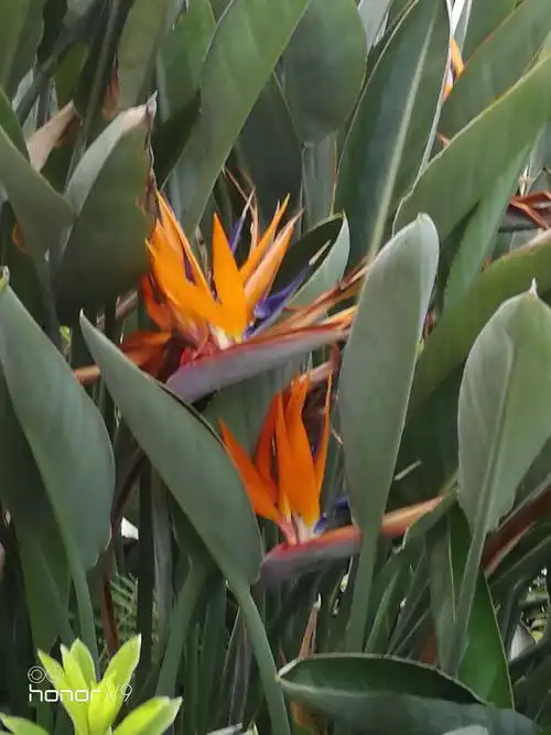 天堂鸟与旅人蕉