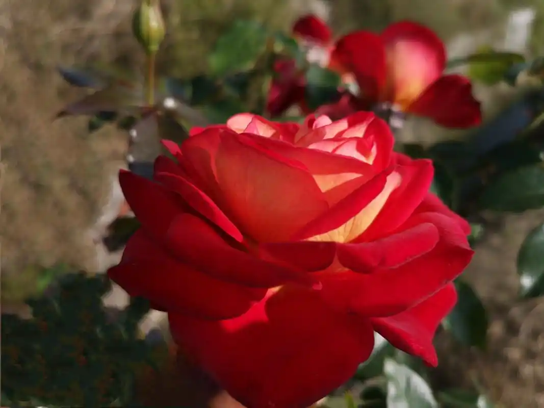 【最后的"希望"】  希望,是一款经典大花灌木月季,1985年日本育成