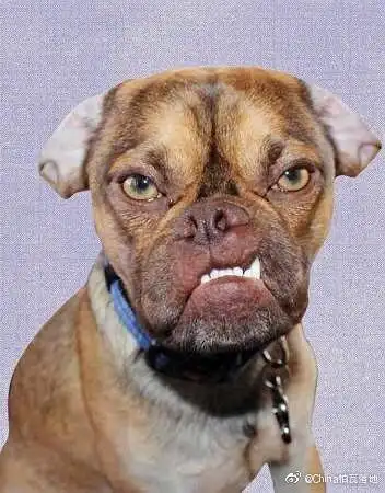 看看丑狗这龅牙,凶神恶煞