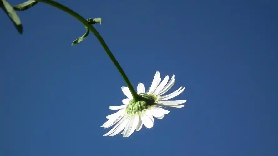 蓝天下的白色小雏菊动态壁纸- 5k壁纸,小雏菊壁纸,小清新动态壁纸,mac