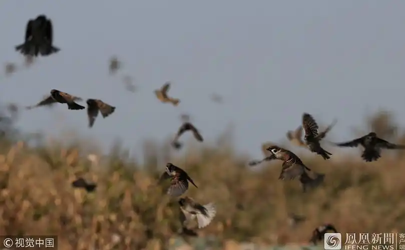 大批麻雀在胶州湾畔飞舞