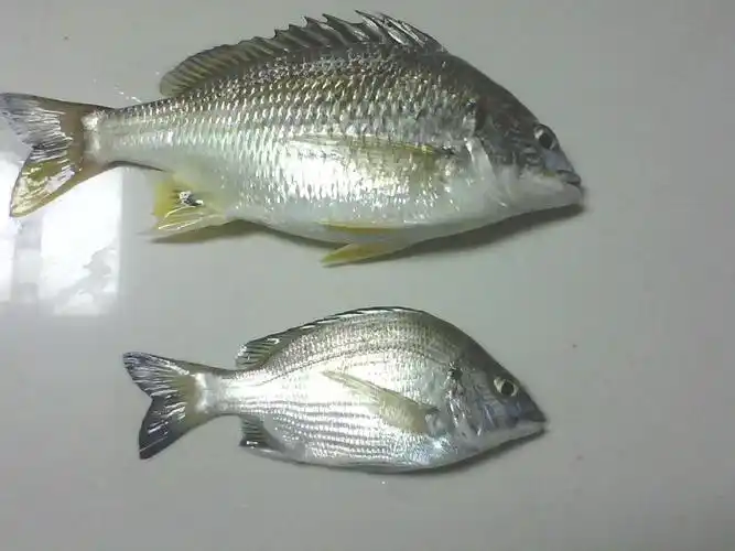 p>黑鲷(学名: i>acanthopagrus schlegelii /i>)是鲷科,黑鲷属鱼类.