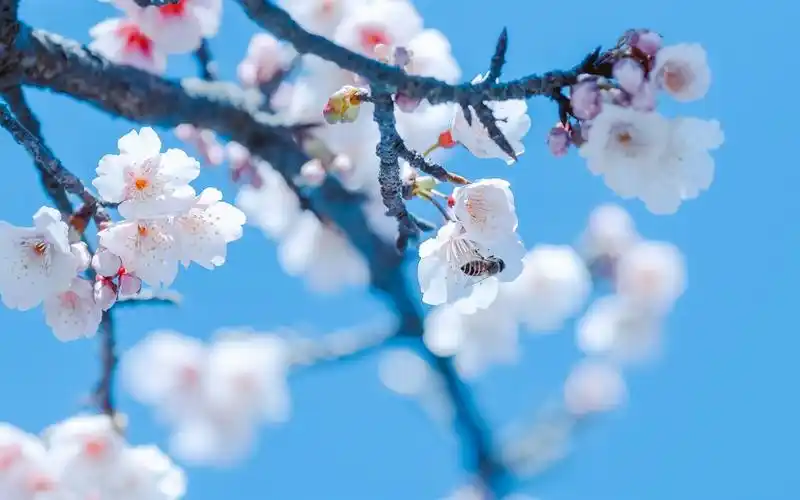 春天,樱花,白色的花朵,蜜蜂 壁纸