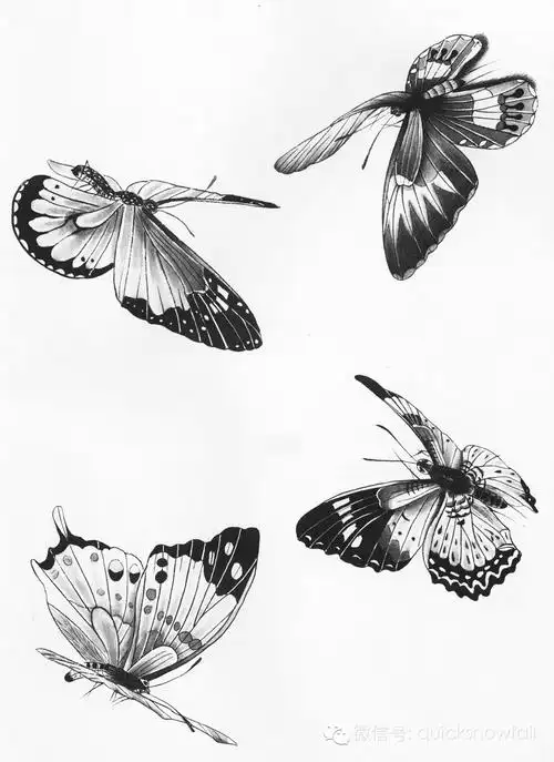 国画基础教程工笔蝴蝶画法与线描画谱