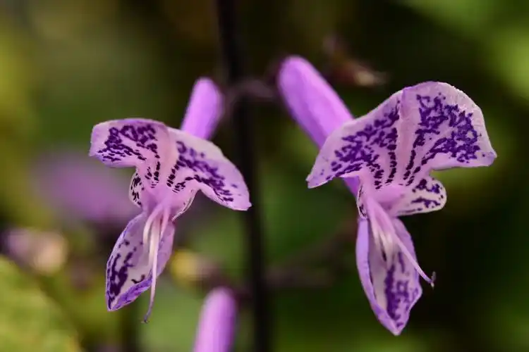紫萼香茶菜全株入药,并且其