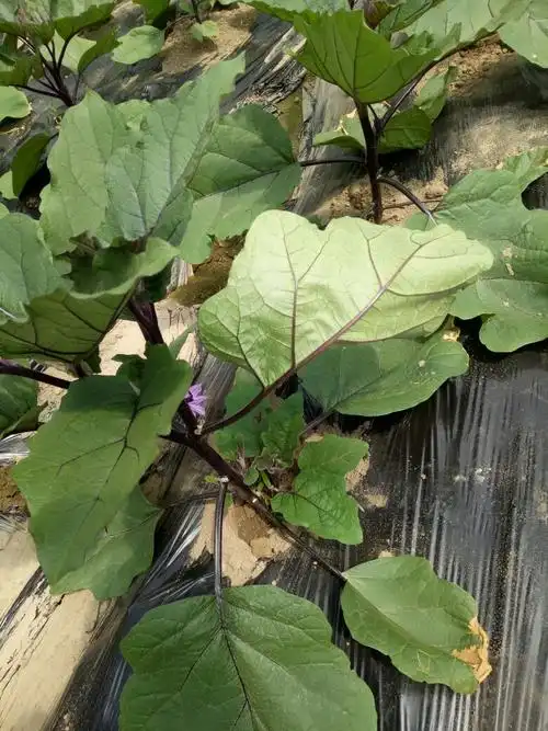 请问各位老师 茄子叶子开始翻叶 是什么病的前兆啊,还有茄子一般留几