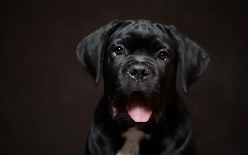 壁纸 黑色小狗前视图,脸,耳朵,眼睛,舌头