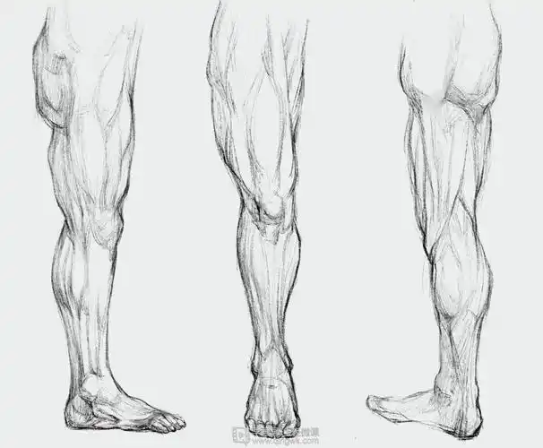 《gf-8-214 木子鱼豆腐 临摹腿—腿部人体肌肉结构入门训练》by gf-8