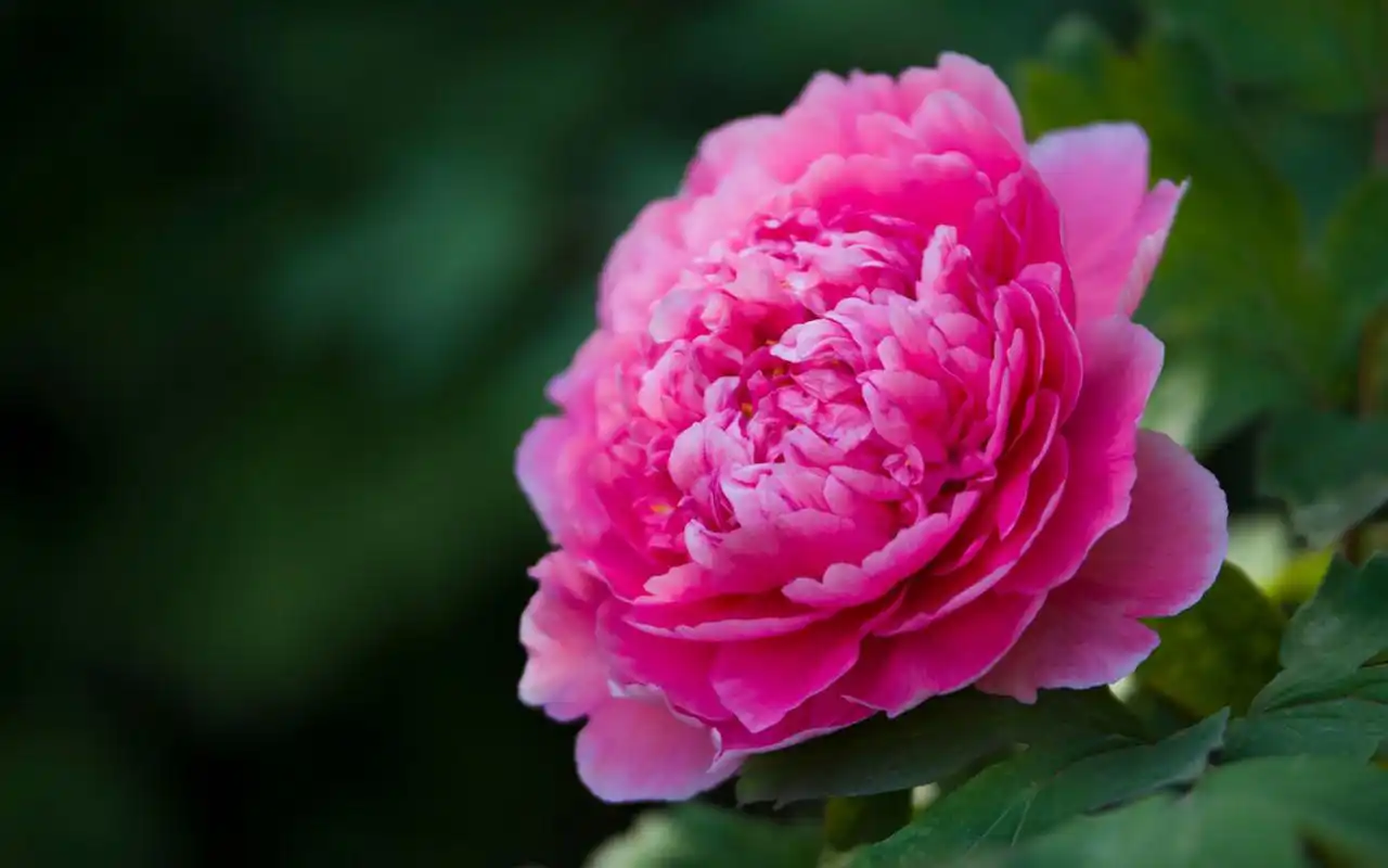 唯美绽放的牡丹花高清图片桌面壁纸高清大图预览1920x1200_植物壁纸下