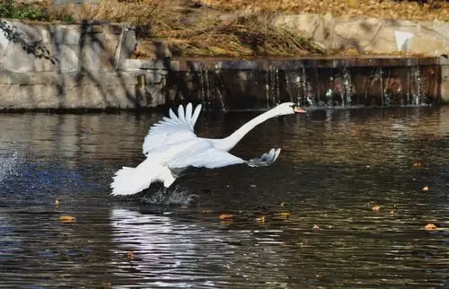 天鹅飞起来