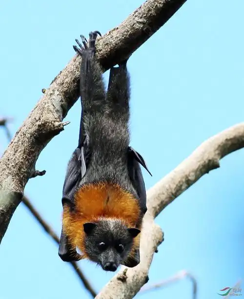 澳大利亚库仑宾桉树林里的狐蝠