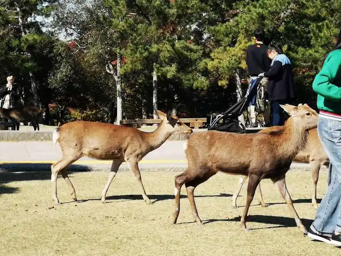 日本奈良神鹿公园的梅花鹿与人亲密接触