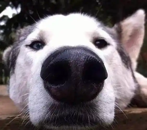 每天见到最多的就是二哈的各式花样表情包:而有那么位铲屎官,也不知道