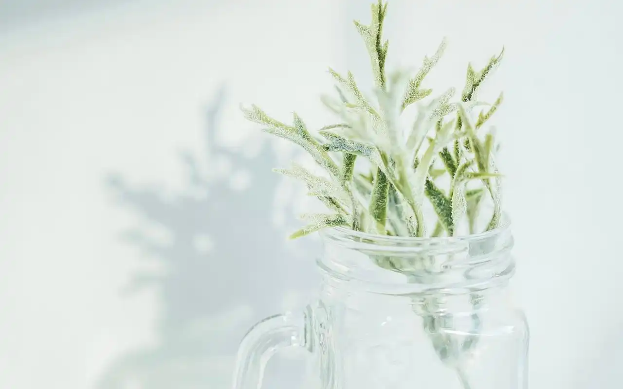 文艺小清新高清静物桌面壁纸图片