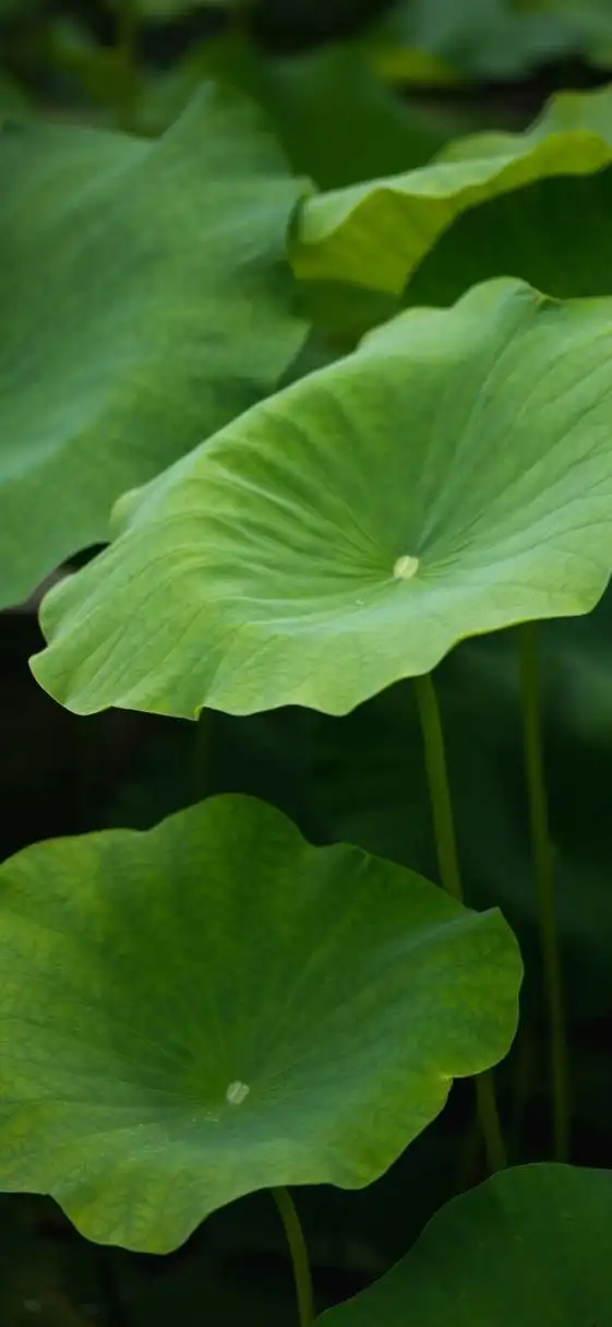 绿色清新护眼壁纸