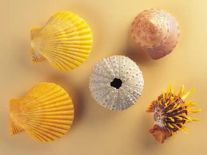 贝壳海螺壁纸专辑(二)19 - 1600x1200 壁纸下载 - 贝壳海螺壁纸专辑(