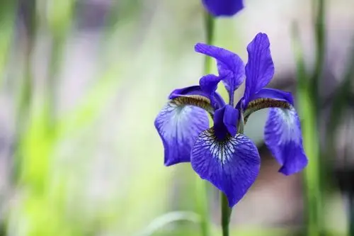 高清蓝紫色花朵图片