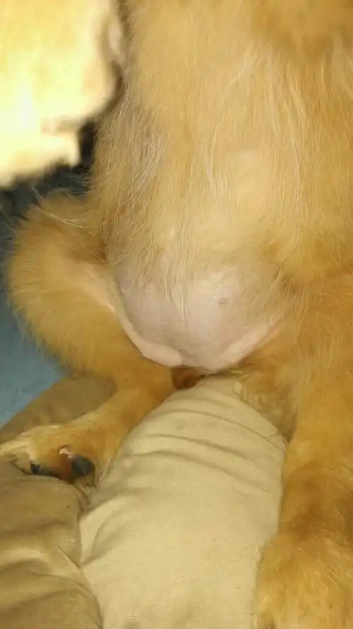 看看我家小金毛,感觉她肚子怎么那么大呢,4个月了,吃多了?