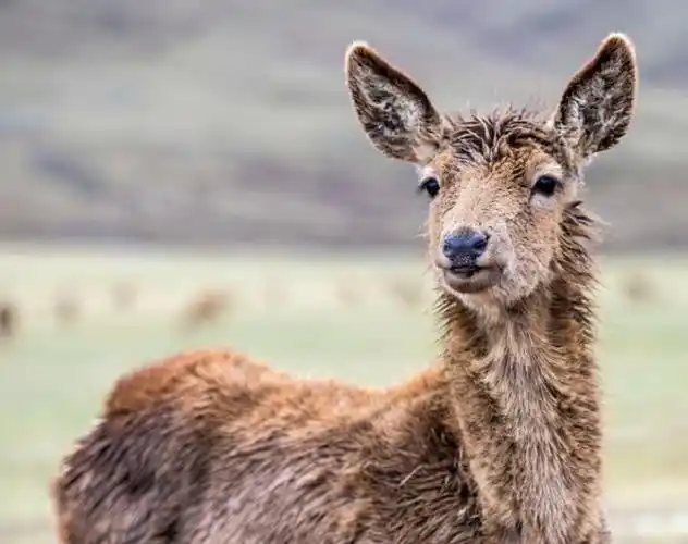 内蒙牧民救下受伤小马鹿,照顾后将其放生,2年后马鹿扑入恩人怀中