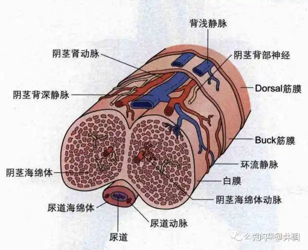 丁丁海绵体"受损",到底是怎么一回事?
