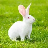 可爱兔子的头像小兔头像可爱图片