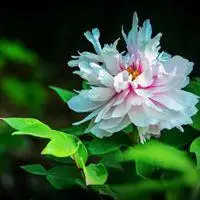 白牡丹花头像图片大全 白色牡丹花唯美头像_微信头像图片大全