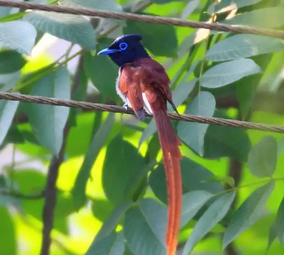 长尾摇曳非常优雅悦目的一种鸟绶带鸟