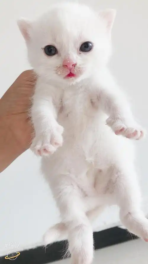 纯白英短小母猫找主人1300