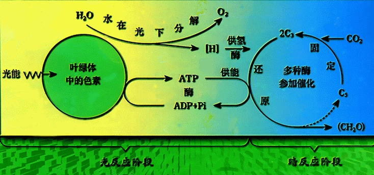 根据光合作用图解回答问题