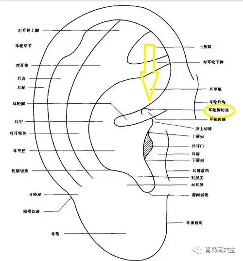 耳轮脚棘切迹定义:耳轮脚棘前方的凹陷处(耳轮脚棘切迹看不到,需要用