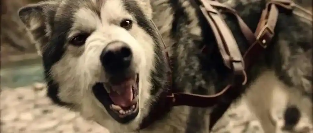 一个关于狗的道德故事_澎湃号·湃客_澎湃新闻-the paper