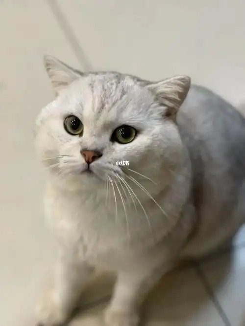 英短银渐层猫咪送养