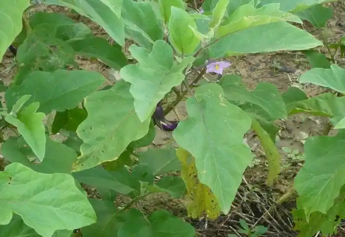 水缘--博白径口大胜行