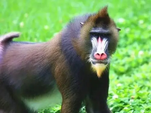 伴我几十年的"大马猴"